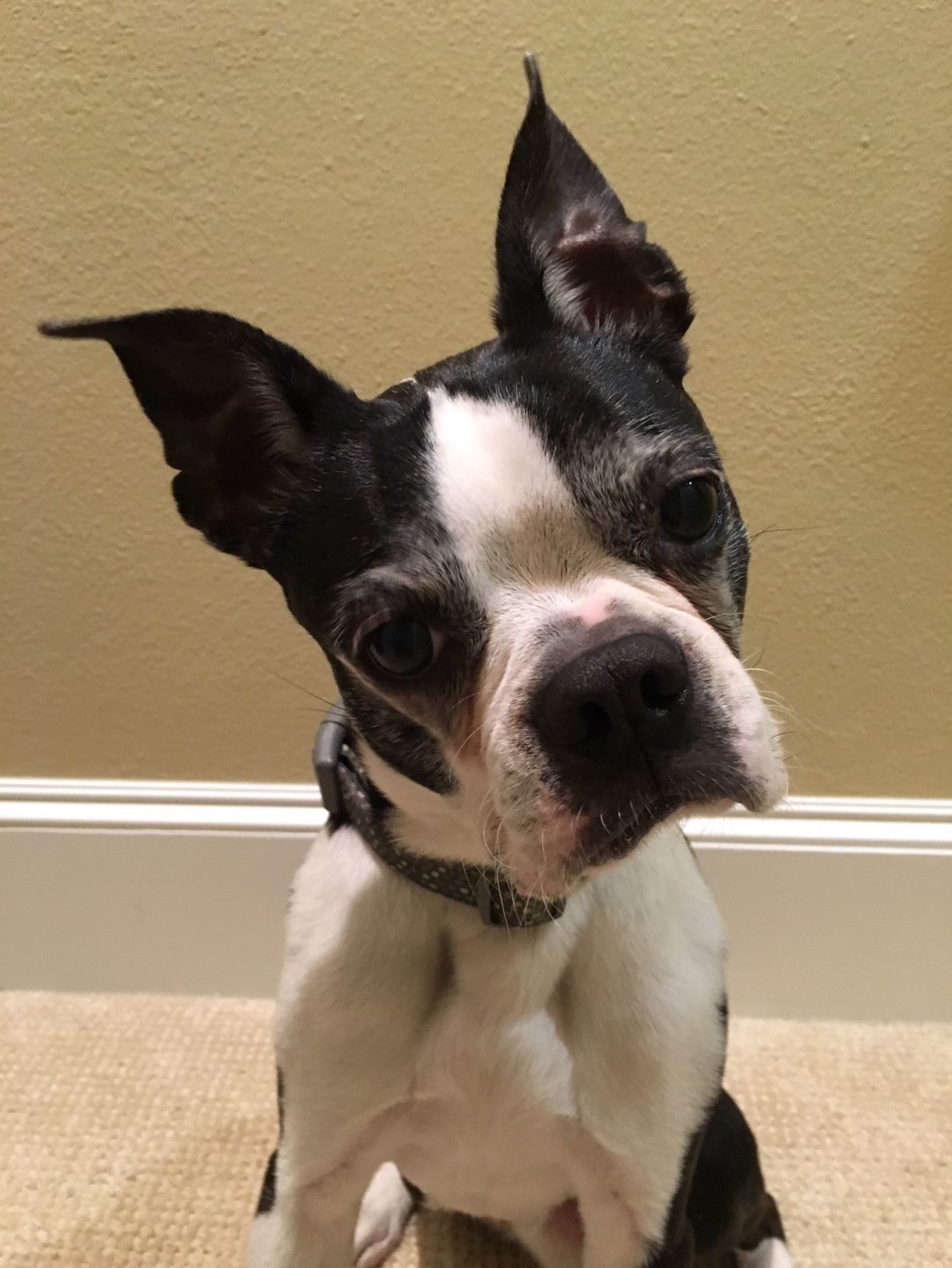 Buster